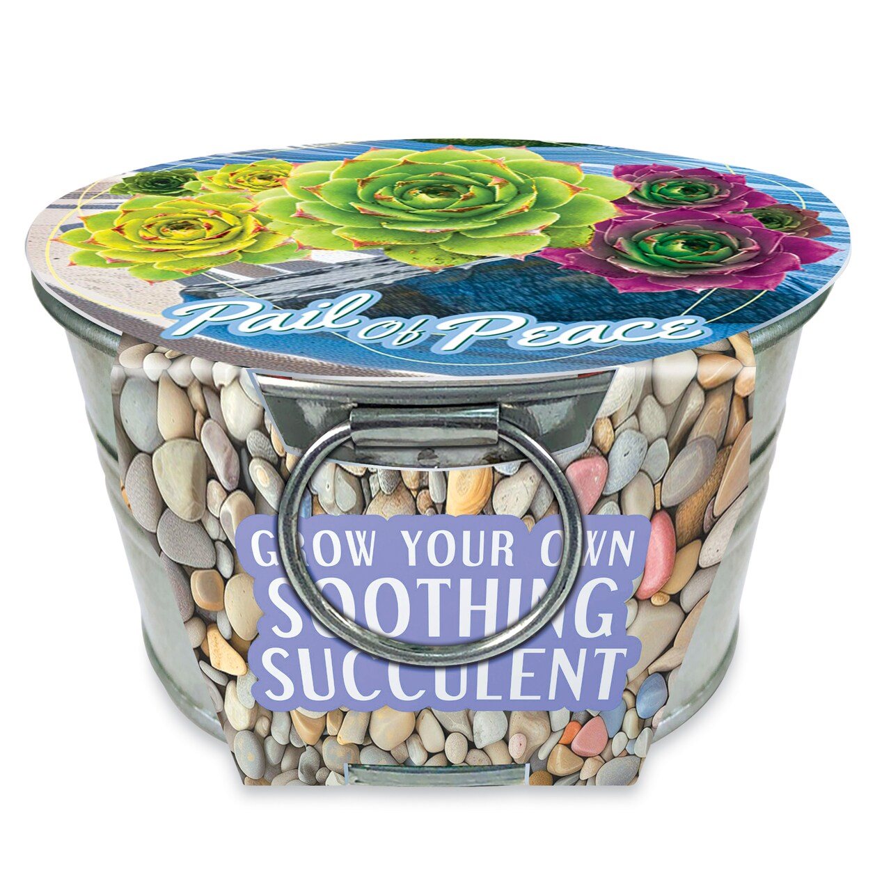 Collections Etc Grow Your Own Succulent Plant Kit with Metal Pot